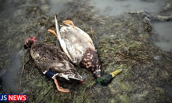 مرثیه تکراری از شکار غیرمجاز پرندگان مهاجر