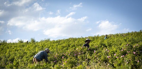 هشدار هواشناسی کشاورزی و اعلام وضعیت سطح نارنجی ویژه حامل‌های انرژی