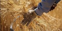 بازنگری قیمت گندم در دستور کار دولت