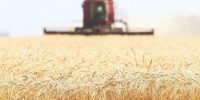 جذابیت ازدسته‌رفته واردات گندم