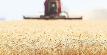 جذابیت ازدسته‌رفته واردات گندم