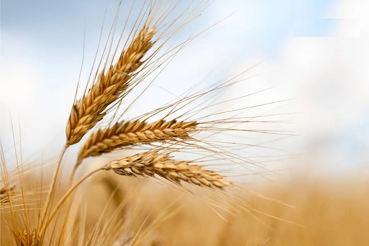 برآورد جدید شورای قیمت‌گذاری؛ قیمت گندم کمتر از این مبلغ منطقی نیست