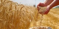 دولت به گندم یارانه می‌دهد؟