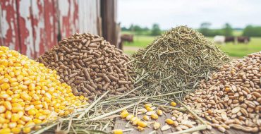 روایت یک ثبات شکننده روایت یک ثبات شکننده