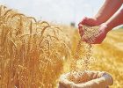 رکورد جدید در عرضه جهانی گندم