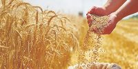 رکورد جدید در عرضه جهانی گندم