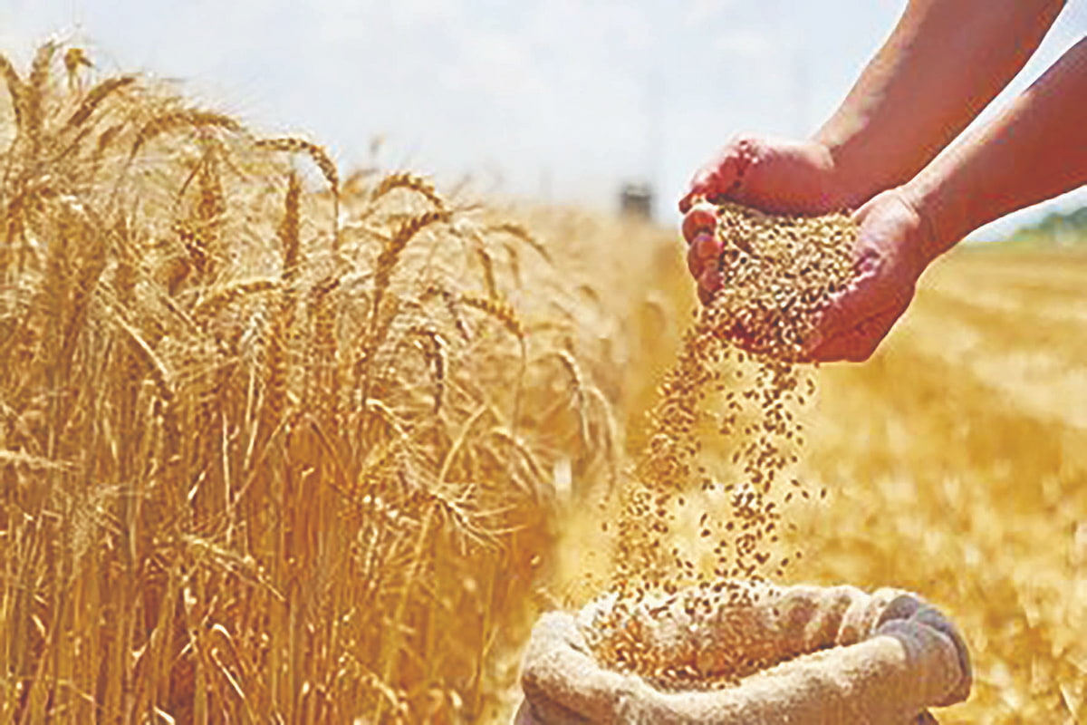 رکورد جدید در عرضه جهانی گندم