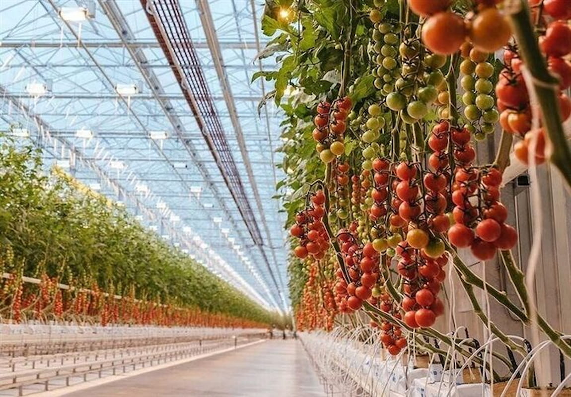 شوک افزایش قیمت سوخت به گلخانه‌داران