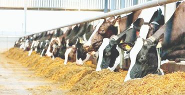 صدای پای گرانی! صدای پای گرانی!