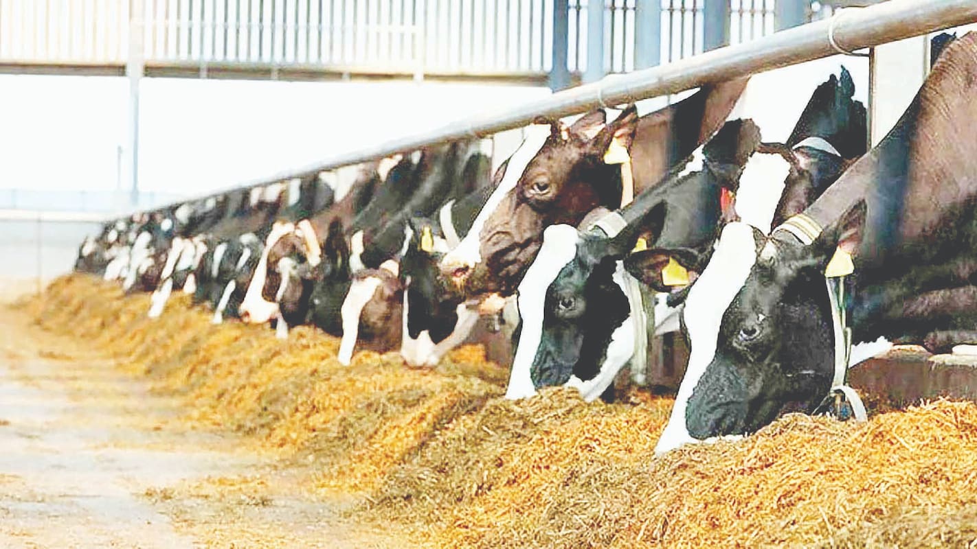 صدای پای گرانی!