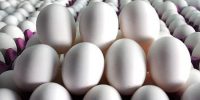 سقوط قیمت تخم‌مرغ؛ نرخ درب مرغداری ۱۲۵ هزار تومان شد
