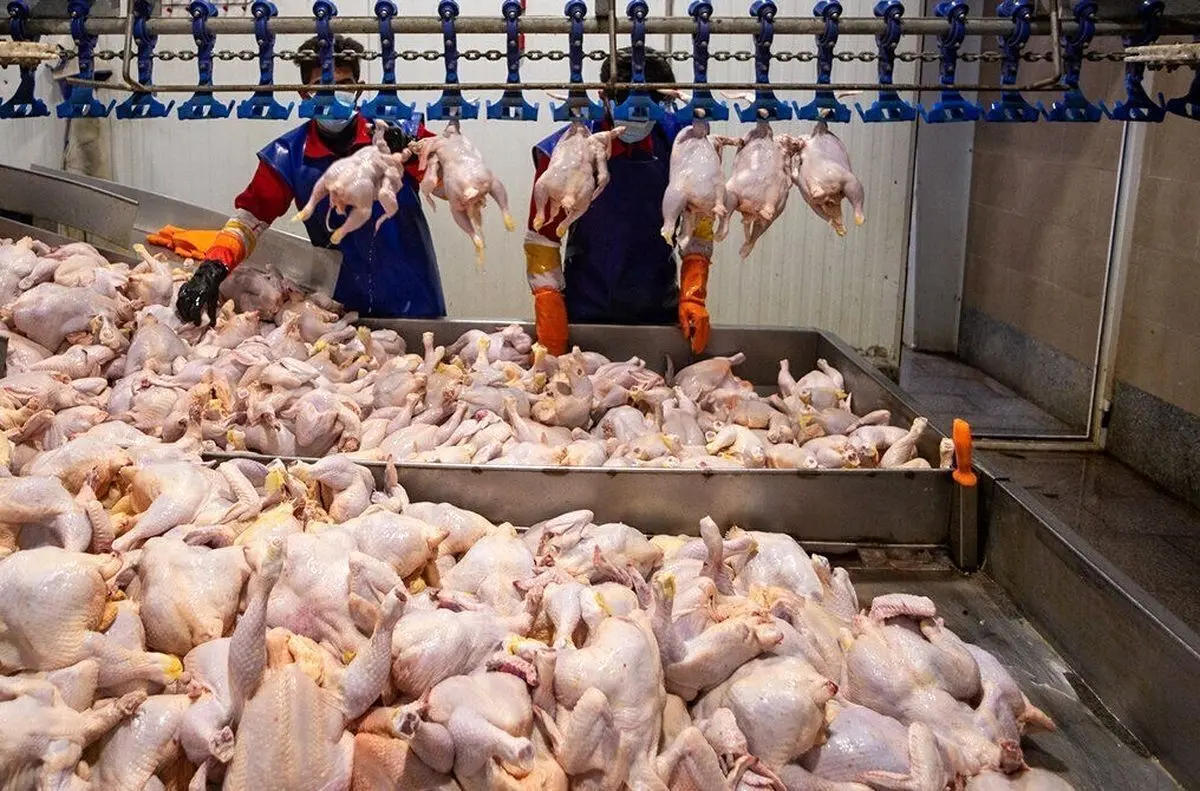 هزینه‌ها بالا رفت، قیمت نه؛ مرغداران زیر فشار ارز آزاد