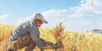 معمای گندم روی میز دولت