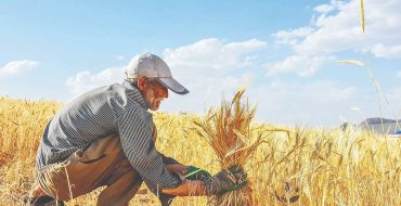 معمای گندم روی میز دولت