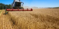پیشنهاد نرخ ۵۲ هزار تومانی؛ زنگ خطر برای بازار گندم به صدا درآمد