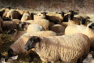 گوسفند زنده کیلویی۵۹۰ هزار تومان شد