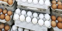 تکان شدید قیمت تخم‌مرغ در بازار؛ نرخ جدید کیلویی چند؟