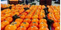 ذخیرهسازی۳ برابری میوه شب عید؛ عرضه با قیمت مصوب تا پایان فروردین ذخیرهسازی۳ برابری میوه شب عید؛ عرضه با قیمت مصوب تا پایان فروردین
