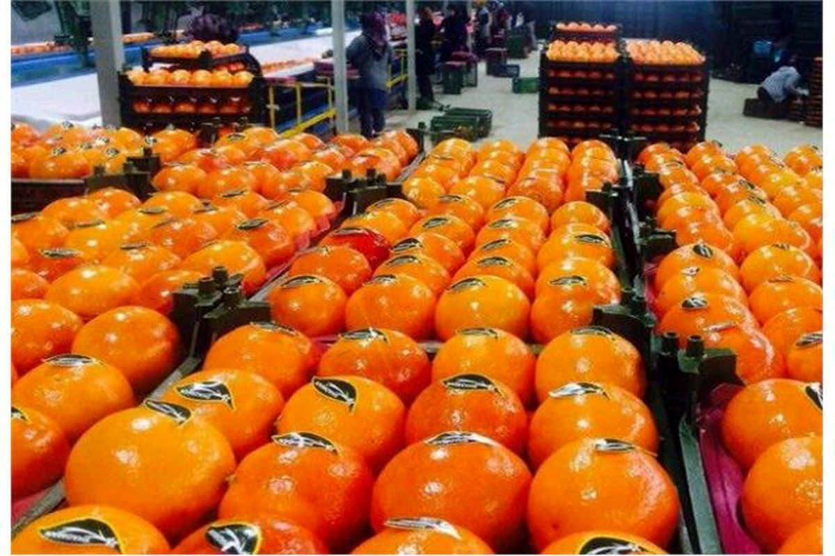 ذخیره‌سازی۳ برابری میوه شب عید؛ عرضه با قیمت مصوب تا پایان فروردین