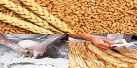 ذخایر آرد به اندازه کافی برای نانوایی‌ها موجود است