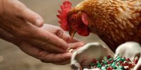 بقایای آنتی‌بیوتیک در گوشت؛ زنگ خطری برای سلامت عمومی