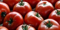 گمرک ایران ابلاغ کرد؛ صادرات گوجه فرنگی ممنوع شد