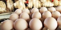 اعلام قیمت جدید مرغ و تخم‌مرغ؛ بالاتر از این نرخ نخرید