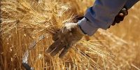 پیش‌بینی خرید ۱۱‌میلیون تن گندم