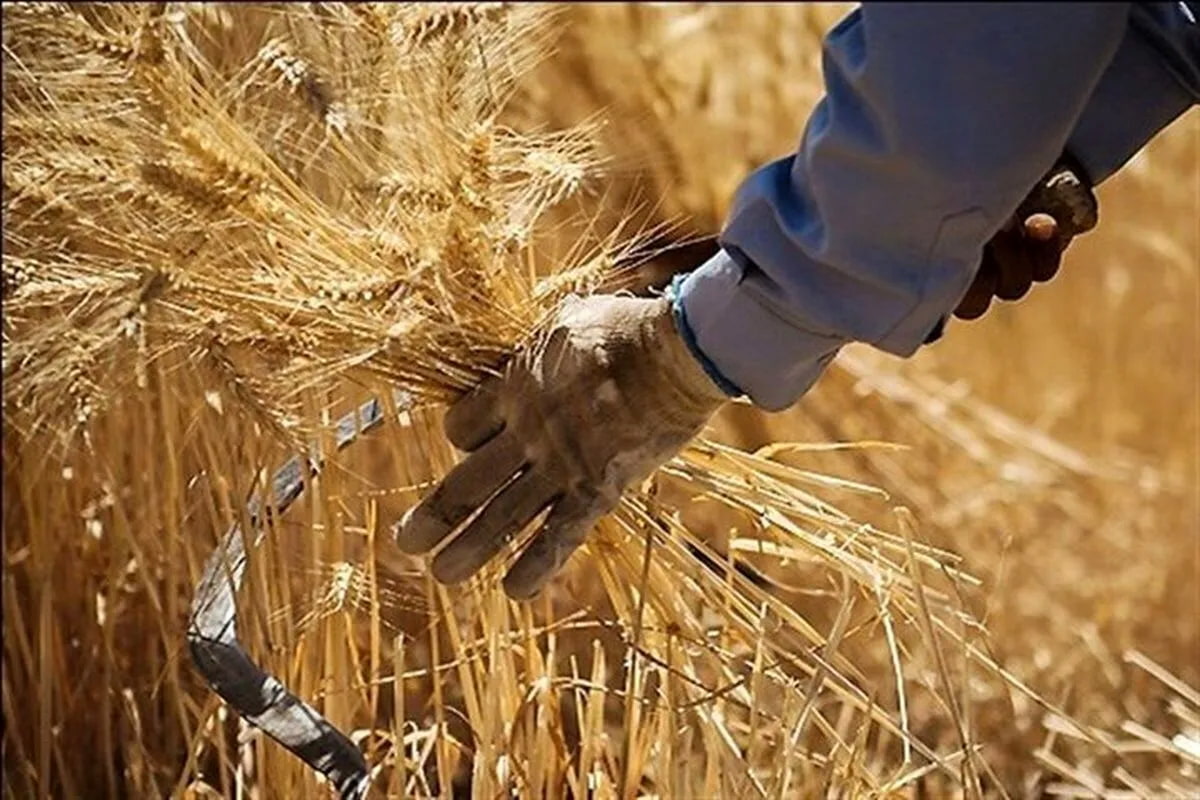 پیش‌بینی خرید ۱۱‌میلیون تن گندم