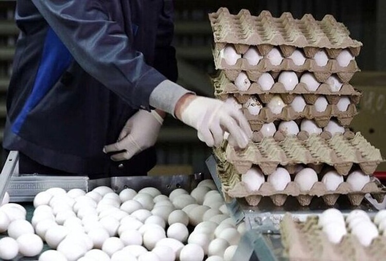 قیمت روز کالاهای اساسی؛ هر شانه تخم‌مرغ چند؟+جدول