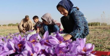 کنترل بازار زعفران توسط افغانستان