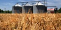 قیمت تضمینی گندم سال ۱۴۰۵ اعلام شد