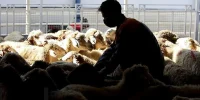 وفور دام در بازار عید قربان/ قیمت هرکیلو دام زنده کشتاری چند؟ وفور دام در بازار عید قربان/ قیمت هرکیلو دام زنده کشتاری چند؟