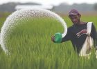 زنگ خطر برای سفره جهان
