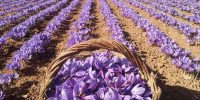 اخرین وضعیت صادرات زعفران/ لزوم جایگزینی بازارهای جدید