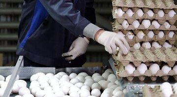 قیمت جدید تخم‌مرغ اعلام شد