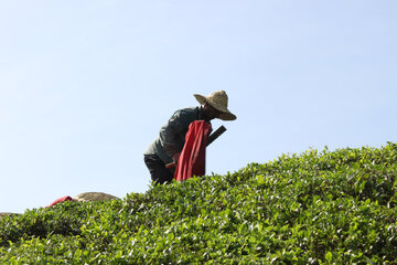 قیمت هرکیلو چای ایرانی اعلام شد