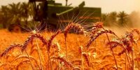 خبر خوش برای گندمکاران؛ اعلام زمان واریز ۵۰ درصد مطالبات خبر خوش برای گندمکاران؛ اعلام زمان واریز ۵۰ درصد مطالبات