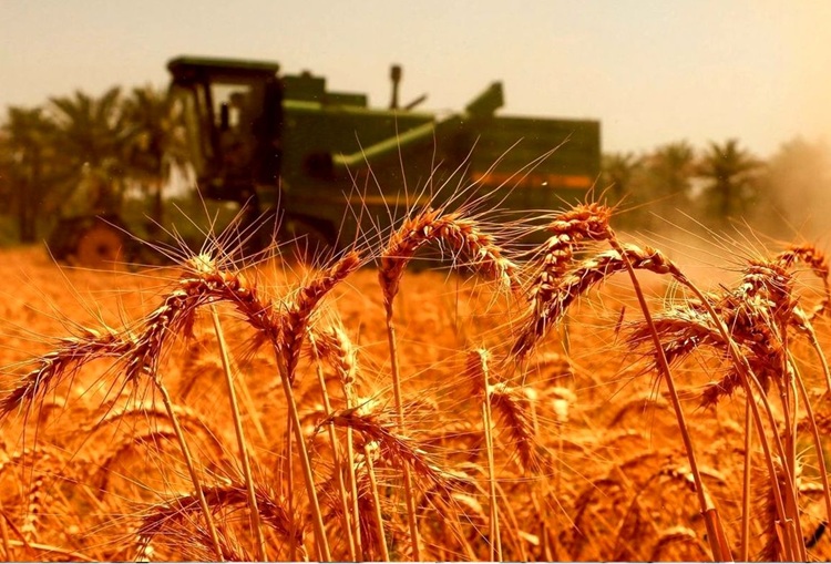 خبر خوش برای گندم‌کاران؛ آغاز پرداخت مطالبات از امروز