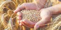معمای گندم در شرایط جنگ