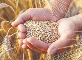 معمای گندم در شرایط جنگ