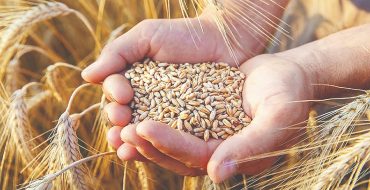 معمای گندم در شرایط جنگ