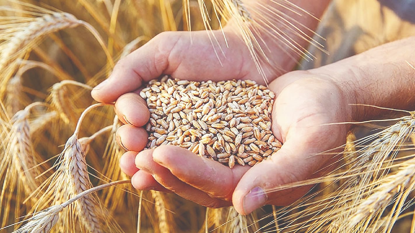 معمای گندم در شرایط جنگ