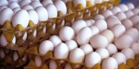 آرامش نسبی در بازار تخممرغ/صادرات از سر گرفته شد آرامش نسبی در بازار تخممرغ/صادرات از سر گرفته شد