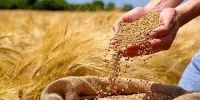 دولت و آزمون دشوار اعتمادسازی در خرید تضمینی گندم دولت و آزمون دشوار اعتمادسازی در خرید تضمینی گندم