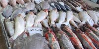 قیمت انواع ماهی در هفته پایانی خردادماه/ این ماهی کیلویی ۹۹۰ هزار تومان قیمت خورد قیمت انواع ماهی در هفته پایانی خردادماه/ این ماهی کیلویی ۹۹۰ هزار تومان قیمت خورد