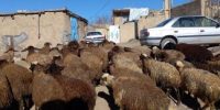 قیمت جدید دام زنده امروز ۲۵ خرداد ۱۴۰۵