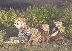نبرد برای بقا