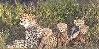 نبرد برای بقا