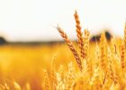 نگاهی به یک بازار ۵۰ میلیارد دلاری